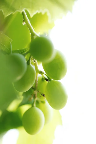Groene druiven op de tak — Stockfoto