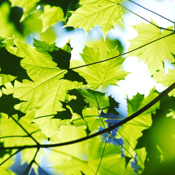 Beautiful leaves — Stock Photo, Image