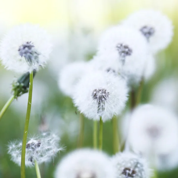 Witte paardebloemen — Stockfoto