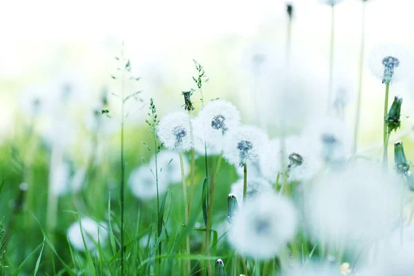 Witte paardebloemen — Stockfoto