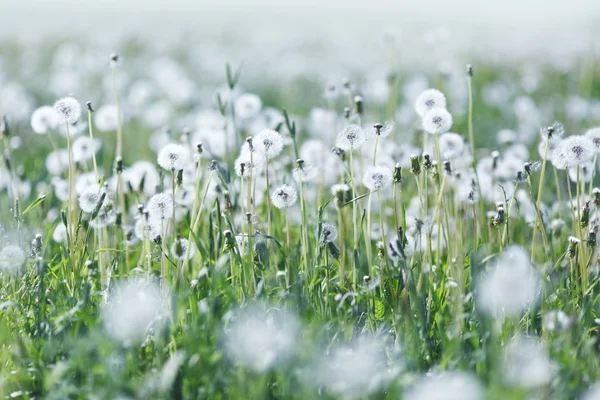 White dandelions — Stock Photo, Image