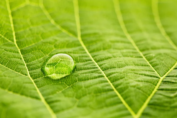 Water drop on leaf — Stock Photo, Image