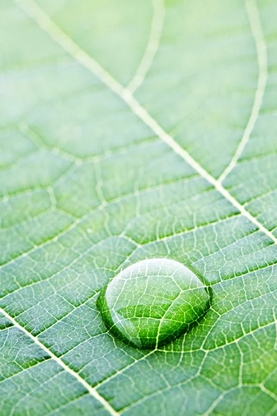 Waterdruppel op blad — Stockfoto