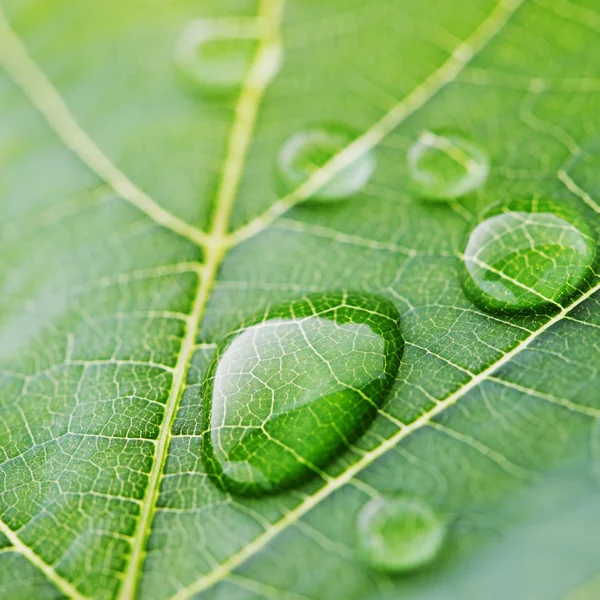 Gotas de agua en macro hoja — Foto de Stock