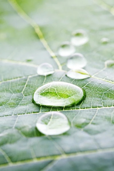 Gotas de água na macro folha — Fotografia de Stock