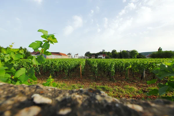 Vinhas — Fotografia de Stock