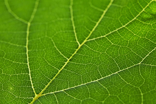 Textura de hoja verde — Foto de Stock