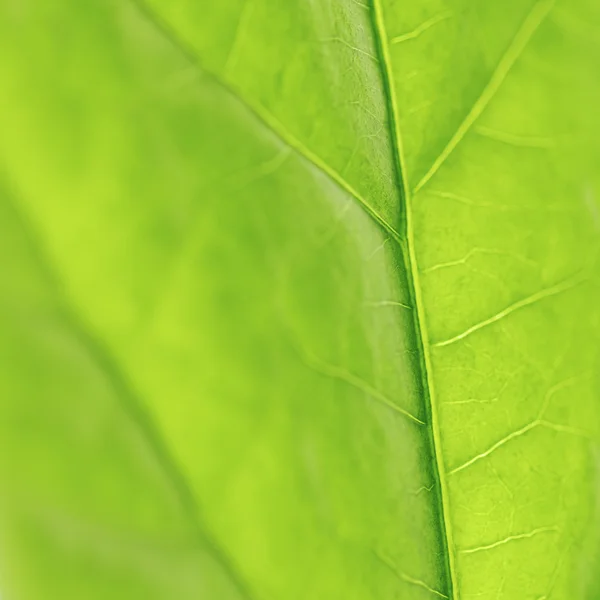 Textura de hoja verde — Foto de Stock