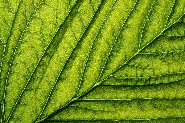 Зелений Вена аркушу — стокове фото