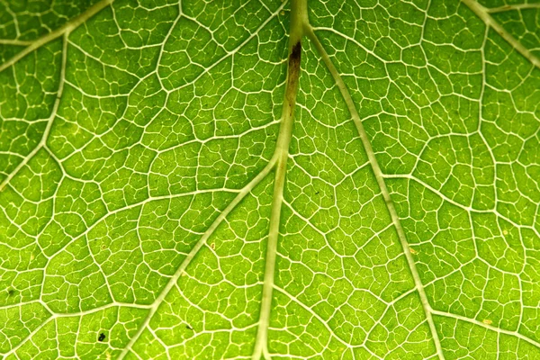 Green leaf vein — Stock Photo, Image