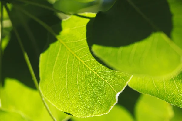 Grünes Blatt Hintergrund — Stockfoto