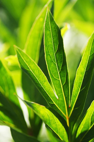 Groene blad achtergrond — Stockfoto