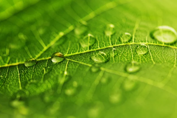 Water drop on green leaf — Stock Photo, Image