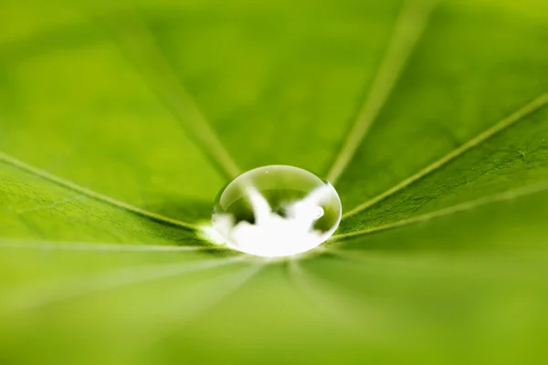 Goutte d'eau sur feuille verte — Photo