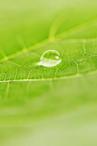 Goutte d'eau sur feuille — Photo