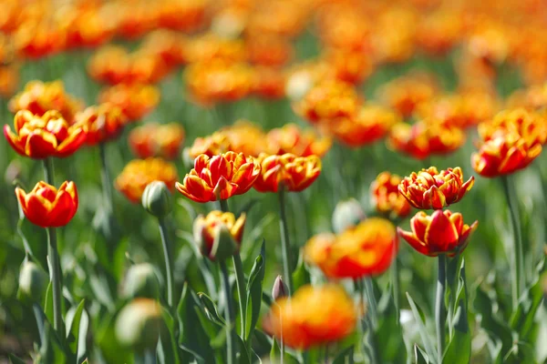 Красно-оранжевые желтые тюльпаны — стоковое фото