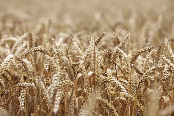 Wheat close up on farm field — Stock Photo, Image