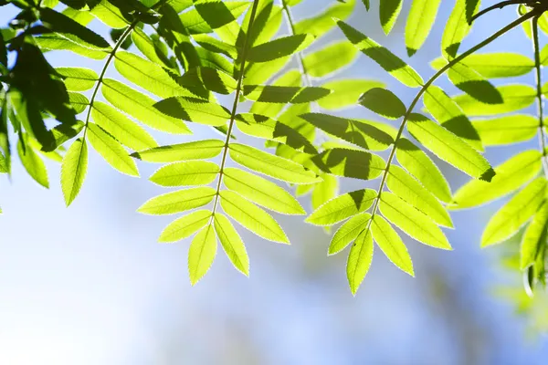 Gröna blad bakgrund — Stockfoto