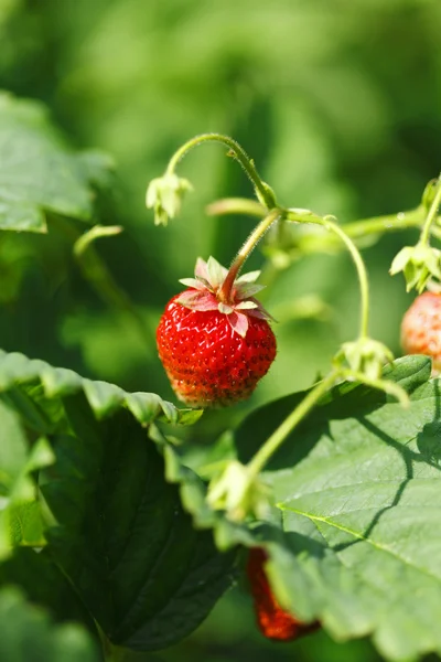 Fresas en rama —  Fotos de Stock