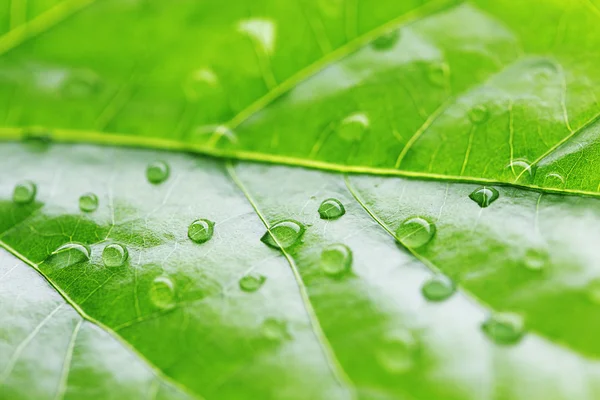 Goccia d'acqua su foglia verde — Foto Stock