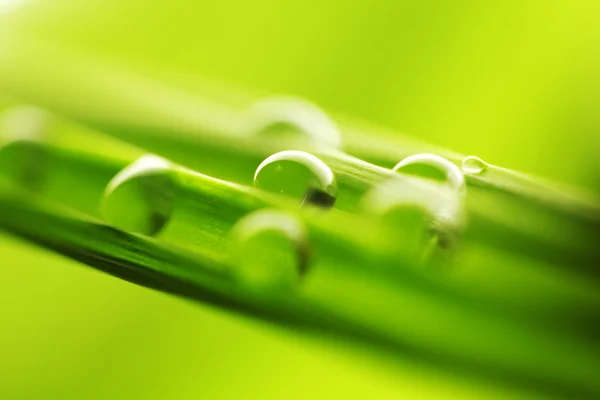 Gotas de água na grama verde — Fotografia de Stock