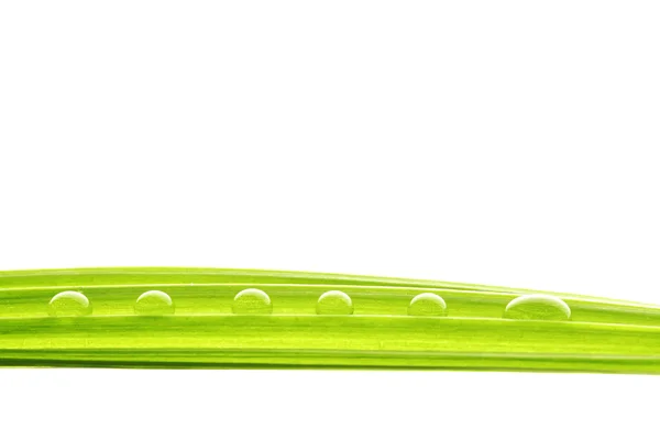 Gotas de agua en la hierba verde — Foto de Stock