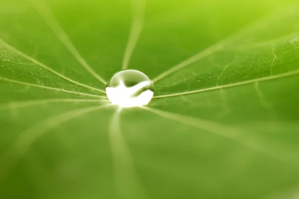 Gota de água na folha verde — Fotografia de Stock