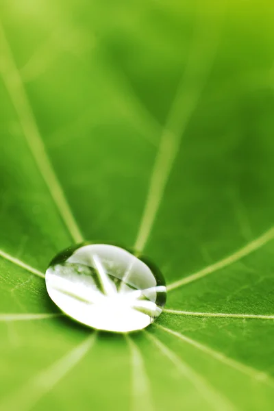 Капли воды на зеленом листе — стоковое фото