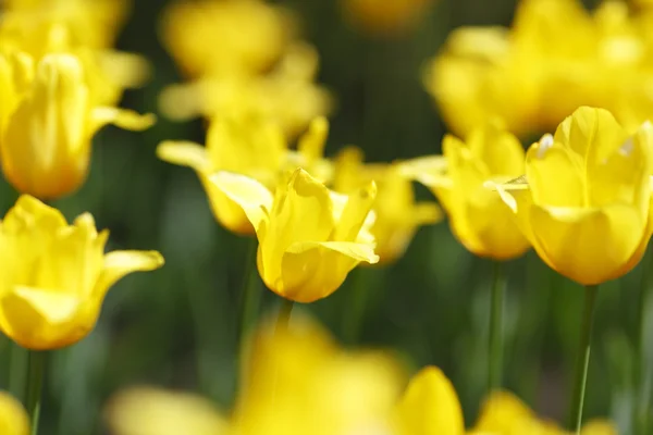 Gelbe Tulpen — Stockfoto