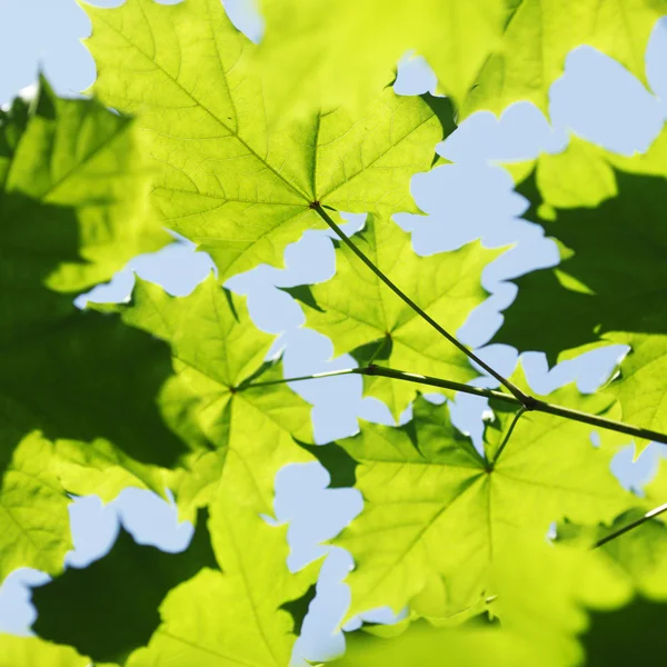 Vackra blad — Stockfoto