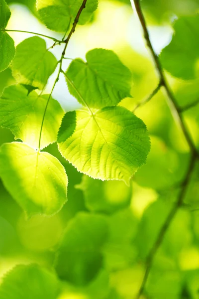 Beautiful leaves — Stock Photo, Image