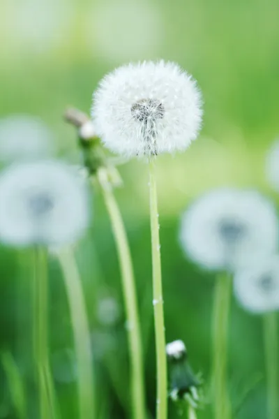 Witte paardebloemen — Stockfoto