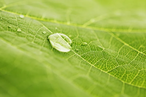 Goutte d'eau sur feuille — Photo