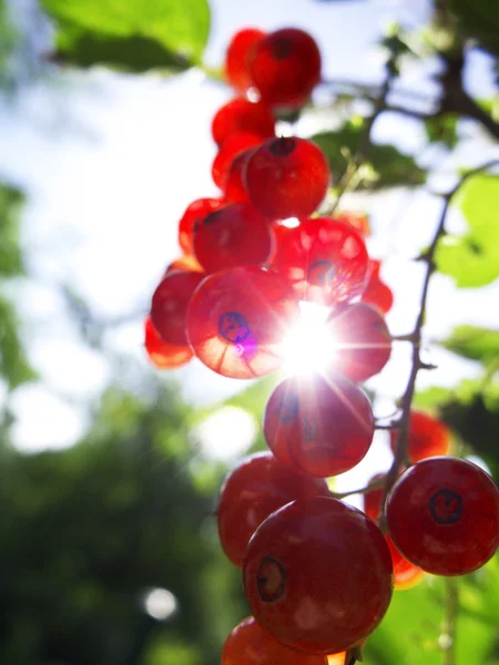 Groseilles rouges dans le jardin — Photo