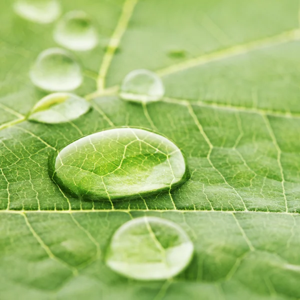 Water drops on leaf macro — Stock Photo, Image