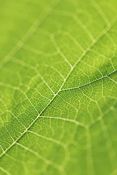 Green leaf texture — Stock Photo, Image