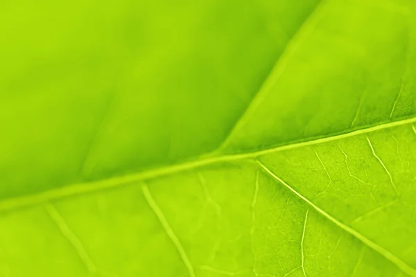 Green leaf texture — Stock Photo, Image