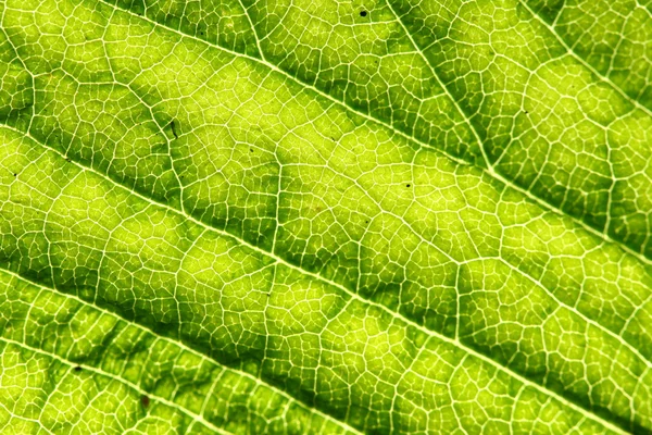 Grüne Blattader — Stockfoto