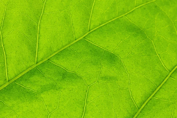 Textura de folha verde — Fotografia de Stock