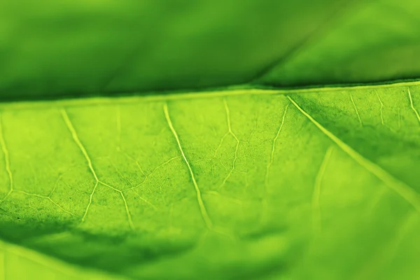 Green leaf texture — Stock Photo, Image