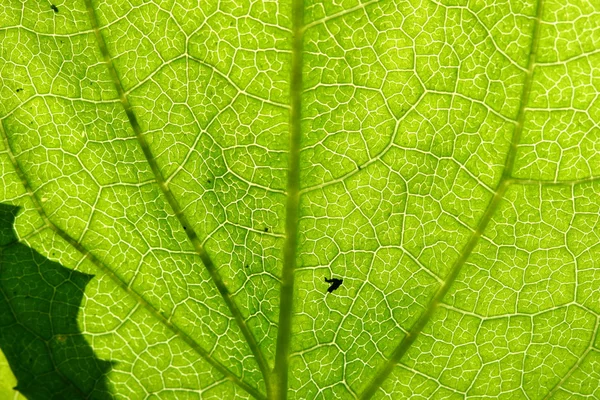 绿叶静脉 — 图库照片