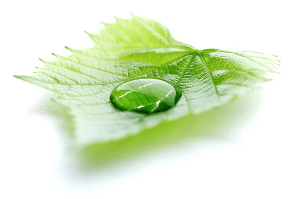 Water drop on leaf macro — Stock Photo, Image