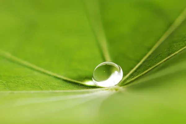 Goutte d'eau sur feuille verte — Photo