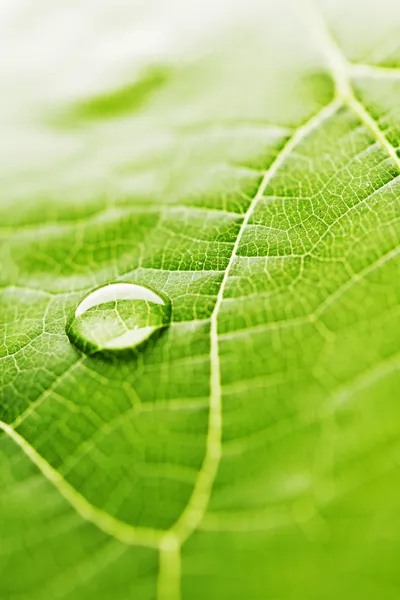 Goutte d'eau sur feuille — Photo