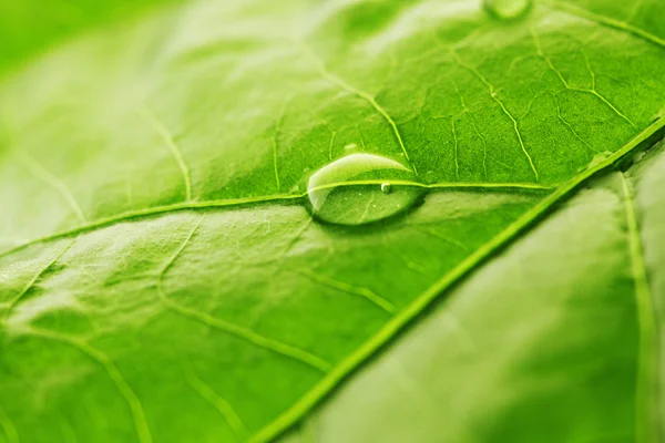 Kropla wody na zielonym liściu — Zdjęcie stockowe