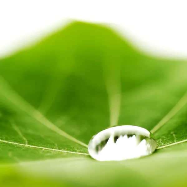 Gota de água na folha verde — Fotografia de Stock