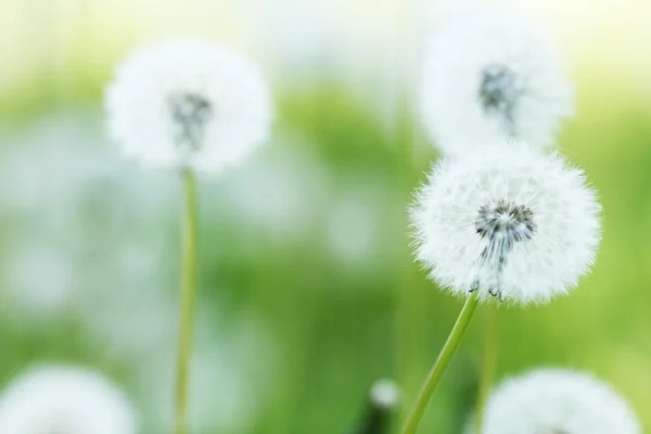 White dandelions — Stock Photo, Image