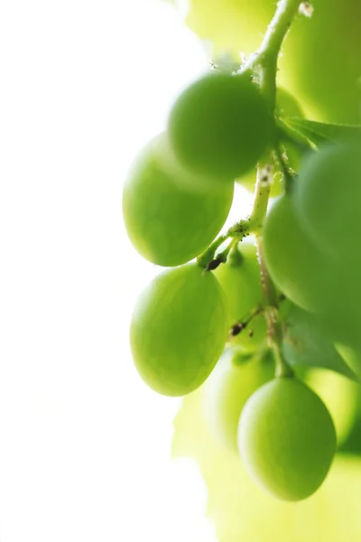 Uva verde no ramo — Fotografia de Stock