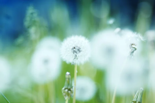 Beyaz dandelions — Stok fotoğraf