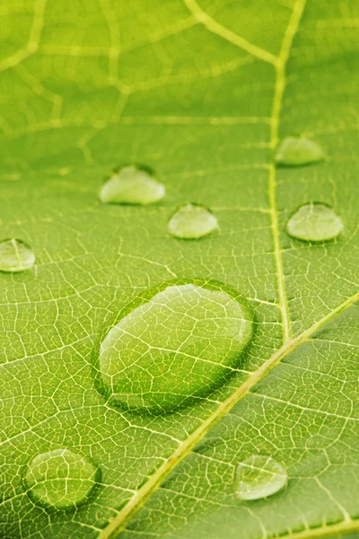 Gotas de agua en macro hoja — Foto de Stock